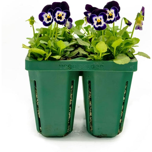 Vego Garden Jumbo Seedling Trays, 64 Pack Seed Trays Reusable Propagator Tray Growing Starter Tray for Larger Plants Like Tomatoes, Eggplants, Heavy-Duty Plastic Germination Trays (4-Cell per Tray)