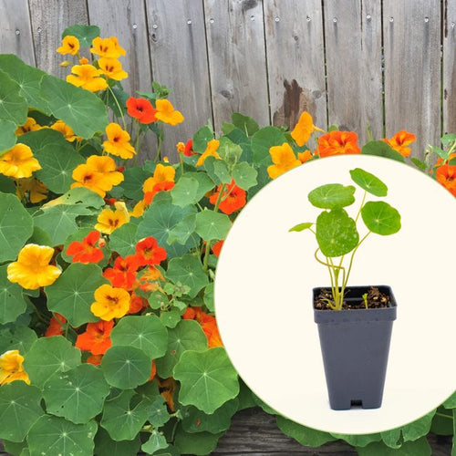 Vego Garden Live Companion Plants Jewel Mix Nasturtium Seedling