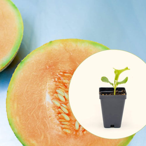 Vego Garden Live Plants Ambrosia Cantaloupe Seedling