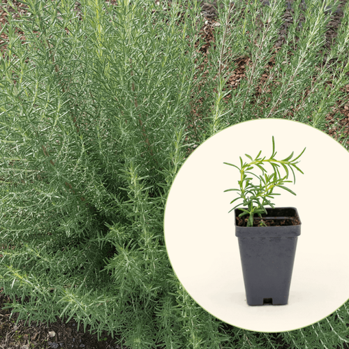 Vego Garden Live Plants Arp Rosemary Seedling