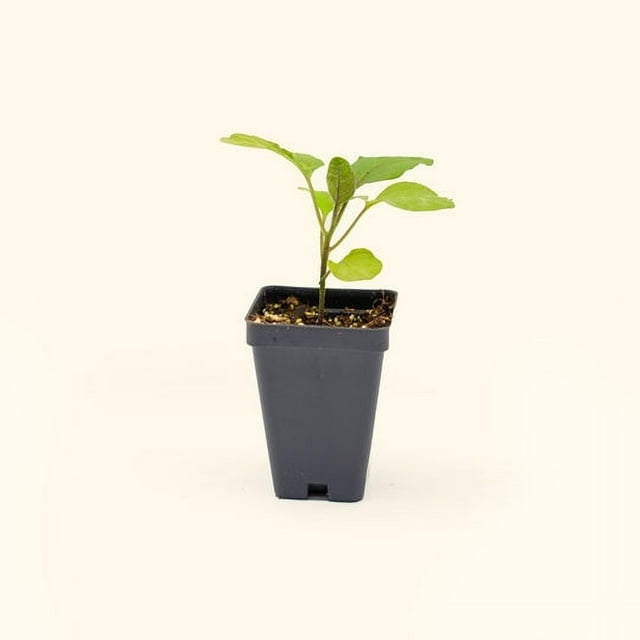 Vego Garden Live Plants Asian Delite Eggplant Seedling
