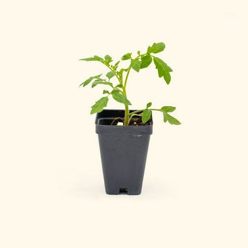 Vego Garden Live Plants Better Boy Tomato Seedling