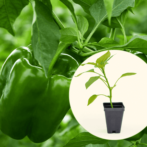 Vego Garden Live Plants Big Bertha Bell Pepper Seedling