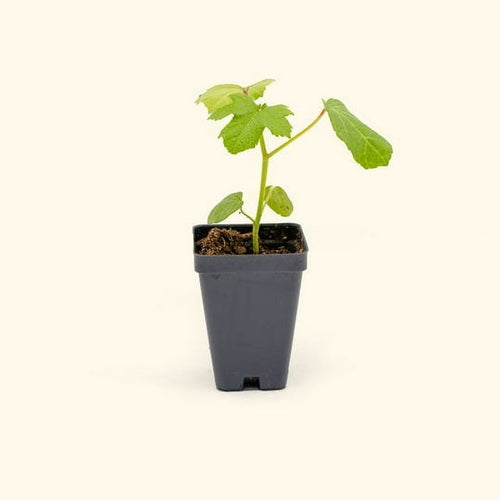 Vego Garden Live Plants Clemson Spineless Okra Seedling