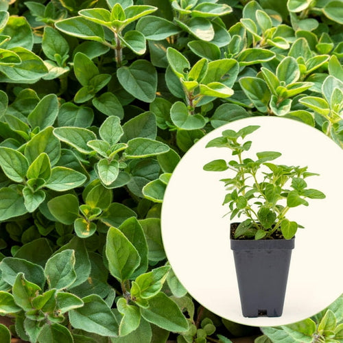Vego Garden Live Plants Greek Oregano Seedling