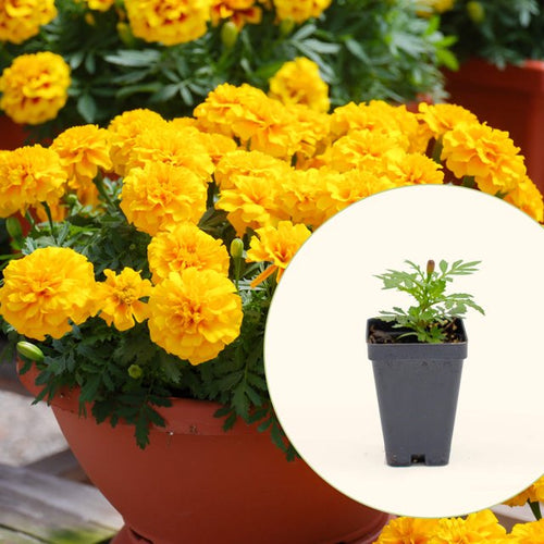 Vego Garden Live Plants Happy™ Yellow French Marigold Seedling