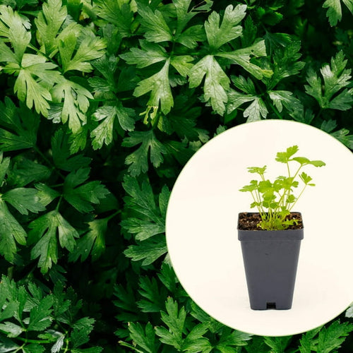 Vego Garden Live Plants Italian Flat Leaf Parsley Seedling