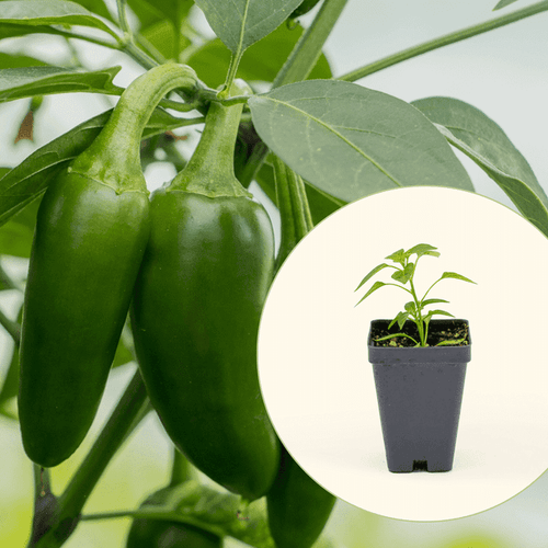 Vego Garden Live Plants Jalapeño Tam Pepper Seedling