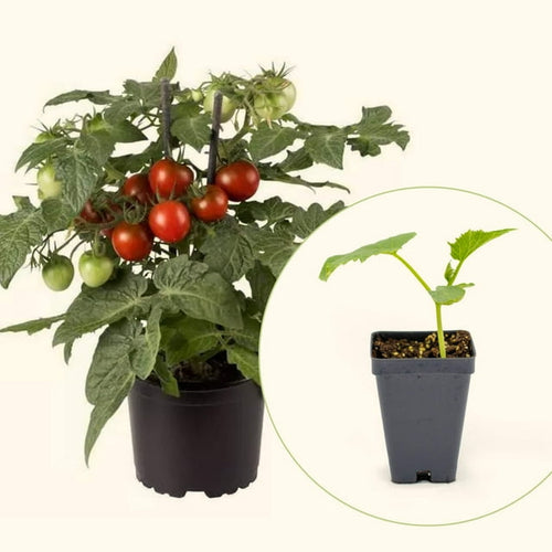 Vego Garden Live Plants Kitchen Minis™ Cocoa Tomato Seedling