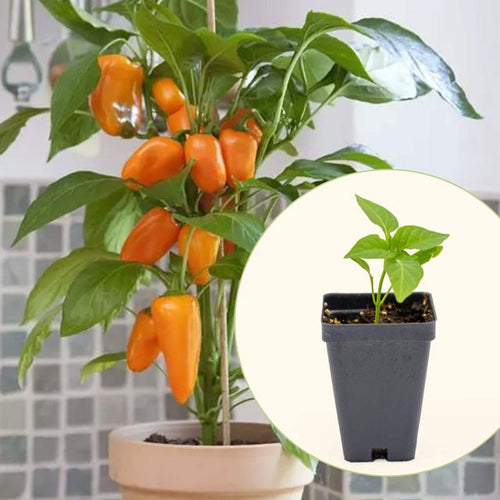 Vego Garden Live Plants Kitchen Minis™ Sweet Fresh Bites Orange Pepper Seedling