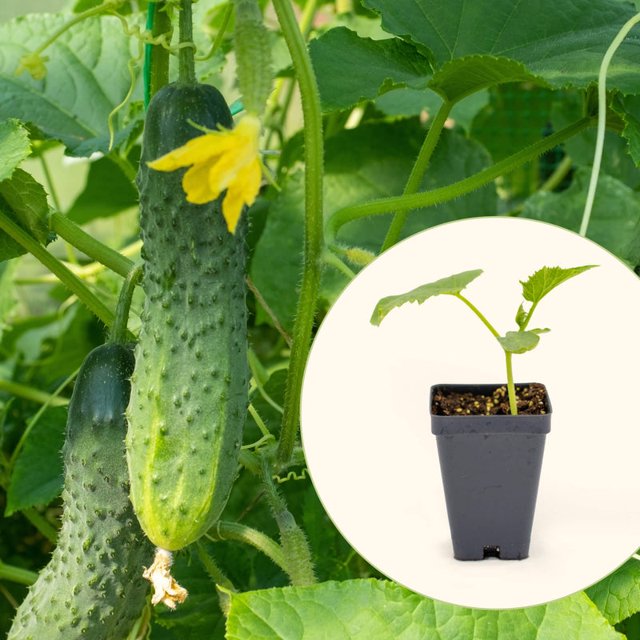 Vego Garden Live Plants Patio Snacker Cucumber Seedling