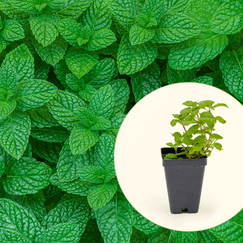 Vego Garden Live Plants Spearmint Seedling