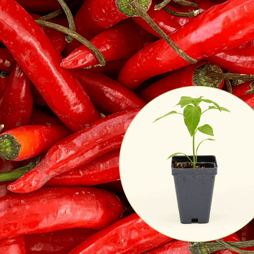 Vego Garden Live Plants Super Chili Pepper Seedling