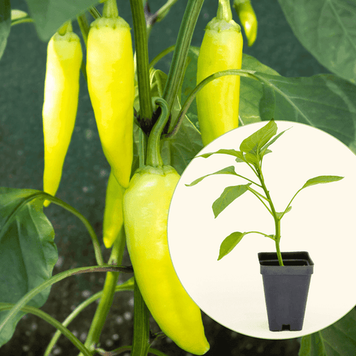 Vego Garden Live Plants Sweet Banana Pepper Seedling