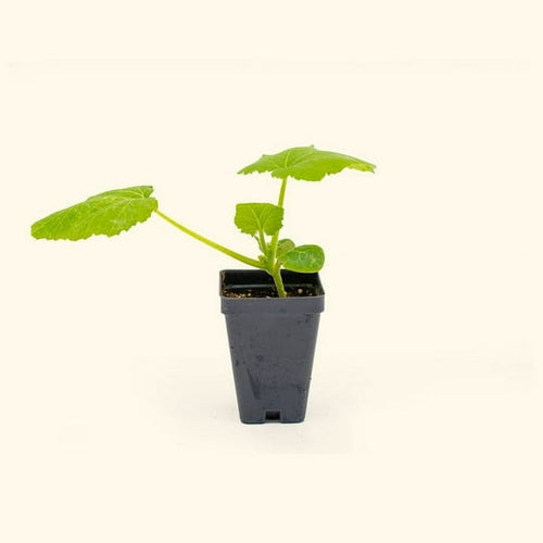 Vego Garden Live Plants Yellow Crookneck Squash Seedling