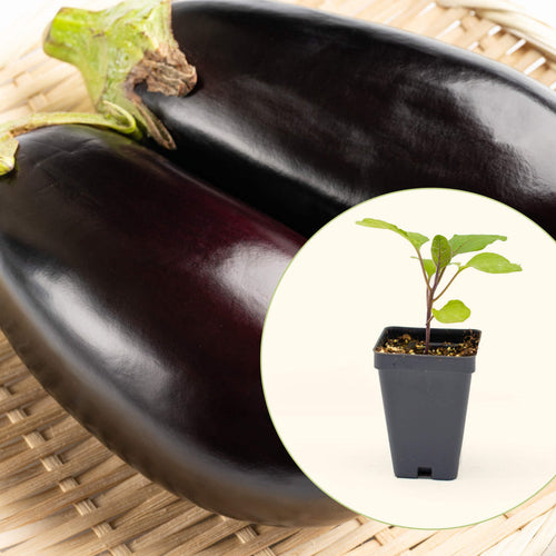 Vego Garden Live Plants Black Beauty Eggplant Seedling
