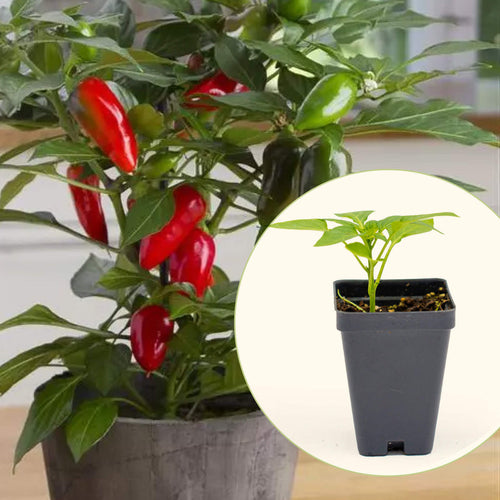 Vego Garden Live Plants Kitchen Minis™ Hot Tamale Pepper Seedling