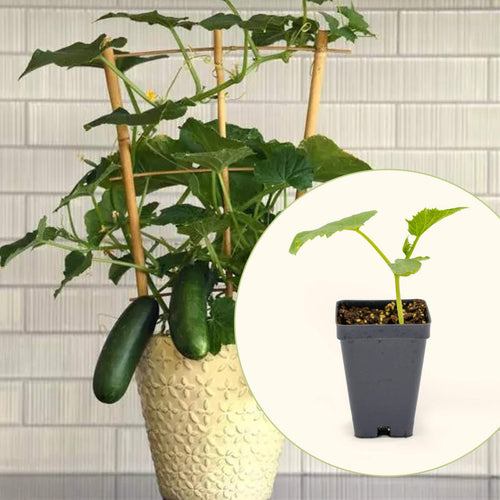Vego Garden Live Plants Kitchen Minis™ Quick Snack Cucumber Seedling
